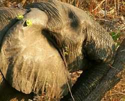 Save The Elephants