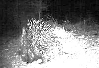 Resident Porcupin