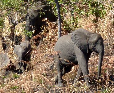 Thuma elephants, Photo by Asli Gedik