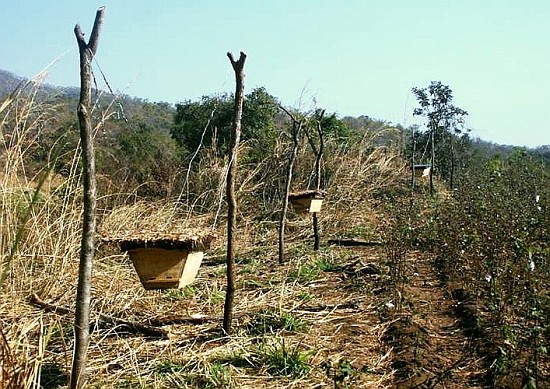 Elefantenschutzzaun aus Bienenstöcken