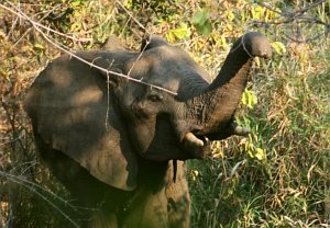 injured elephant