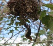 red head weaver bird