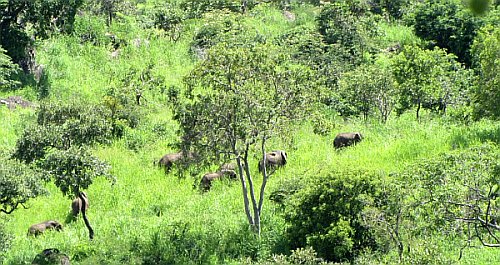 A group of elephants seen in February 2014