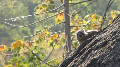 Rock Hyraxes